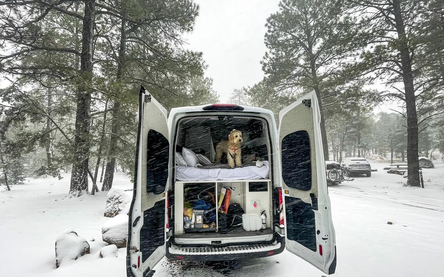 Millie looks out of the back of the Cabana van on a snowy morning in Grand Canyon National Park.