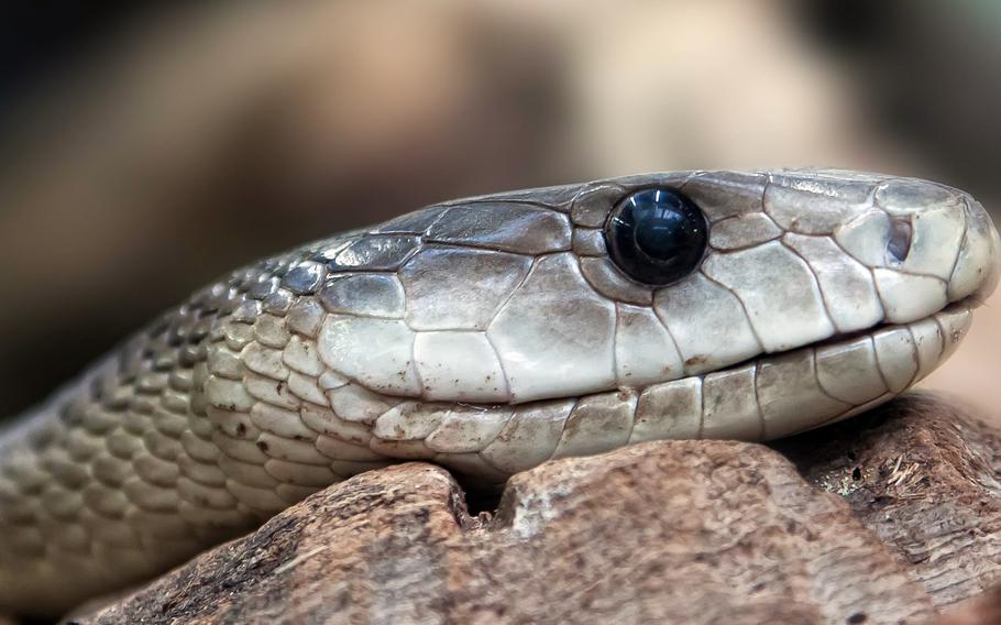 A black mamba, one of the most dangerous snakes in sub-Saharan Africa. Black refers to the inside of the snake's mouth, not its usually gray to dark brown exterior.