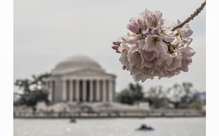 Cherry blossoms at the Tidal Basin in Washington, D.C., on 
March 23, 2023.