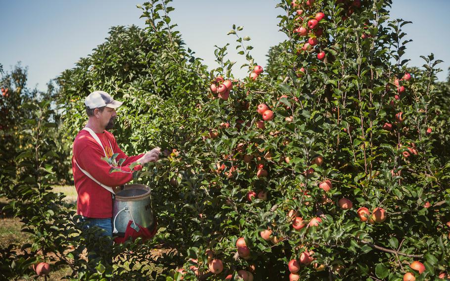 One of the objectives of Douglas Price, 49, as part of the Walsh Lab team, is growing naturally dwarf trees that do not require pruning, thus reducing labor costs and creating pedestrian orchards that facilitate harvesting.