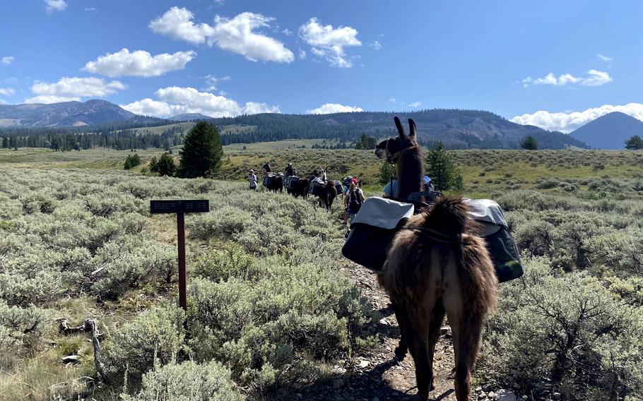 Hikers and llamas traverse the Daly Creek trail in Montana. 