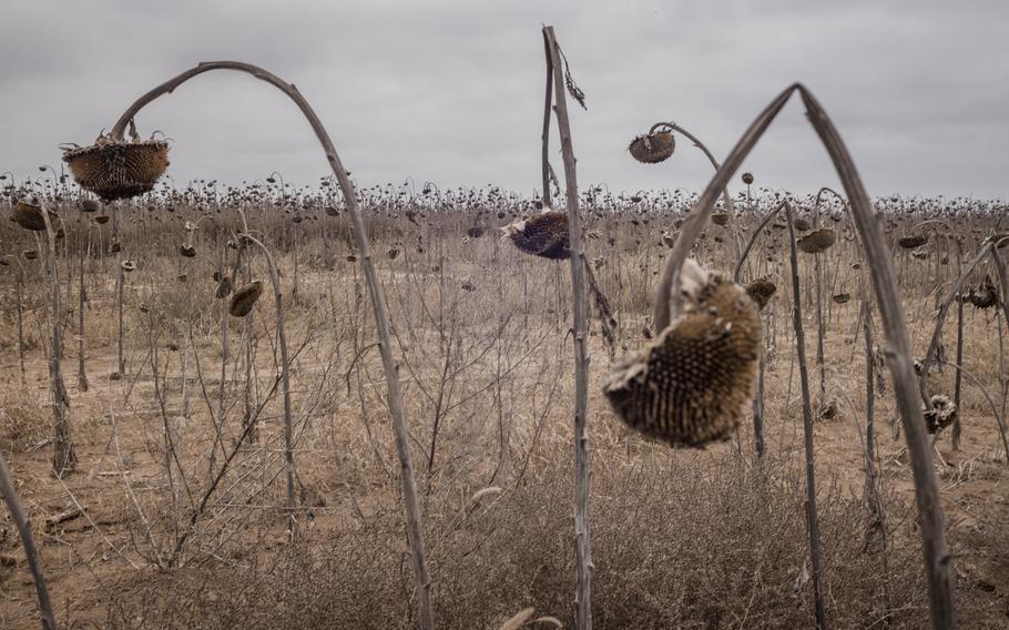 A field of dead sunflowers on the road to Novovorontsovka.