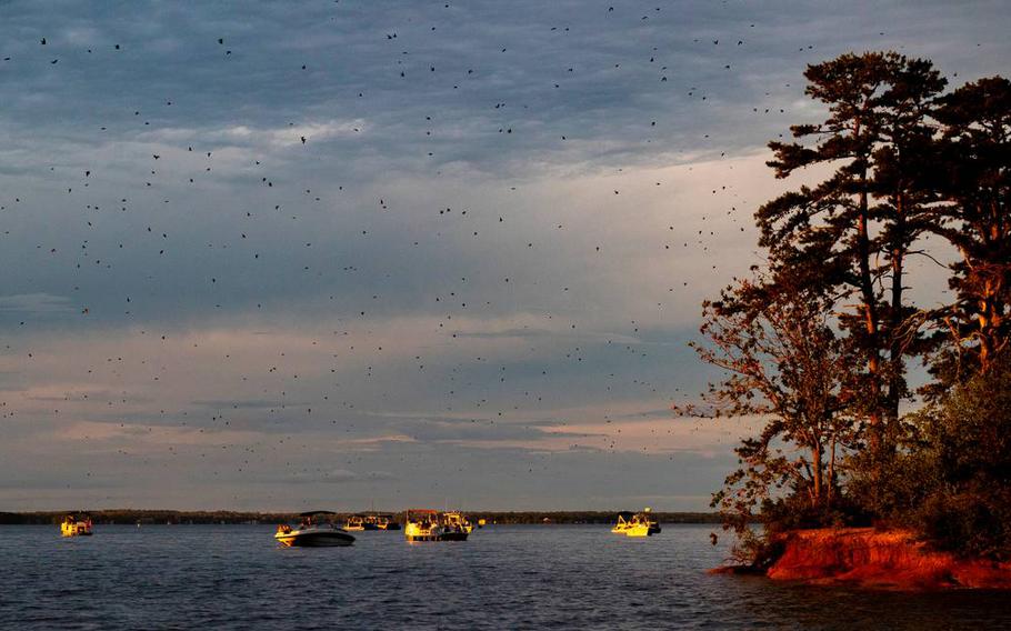 Boaters congregate around Bomb Island in Lake Murray to observe the Purple Martins flocking to roost. The birds were first noticed roosting on the island in 1988.