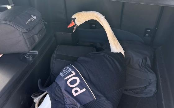 A sawn wrapped in a police garment sits in the trunk of a car.