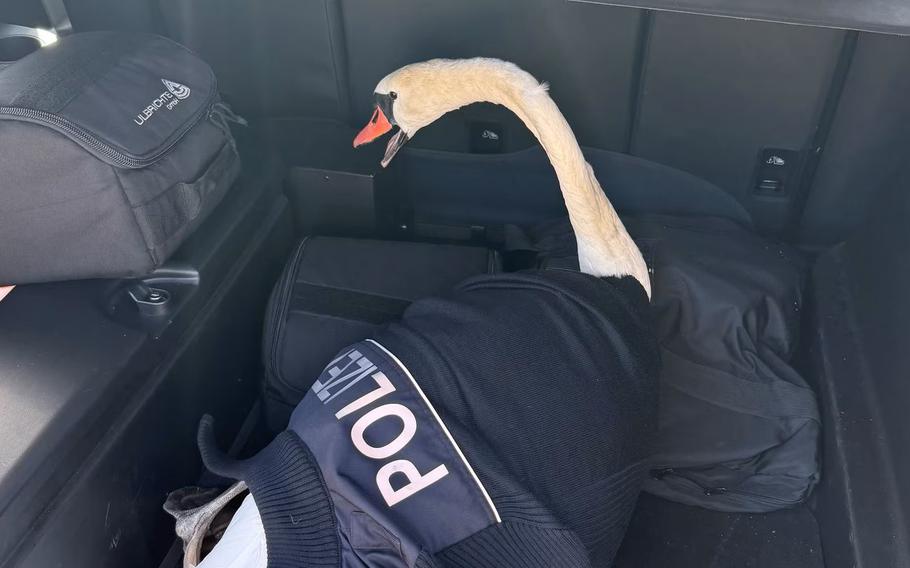 A sawn wrapped in a police garment sits in the trunk of a car.
