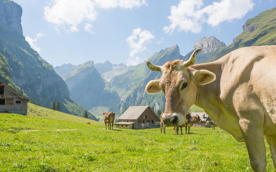 The return of the cattle from their high Alpine pastures is an annual cause for celebration in Germany, Austria and Switzerland.