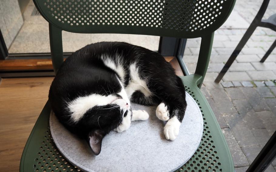 Izzi, a tuxedo cat, takes a nap near the front window of Katzentempel, a cat cafe in Trier, Germany, June 8, 2024.