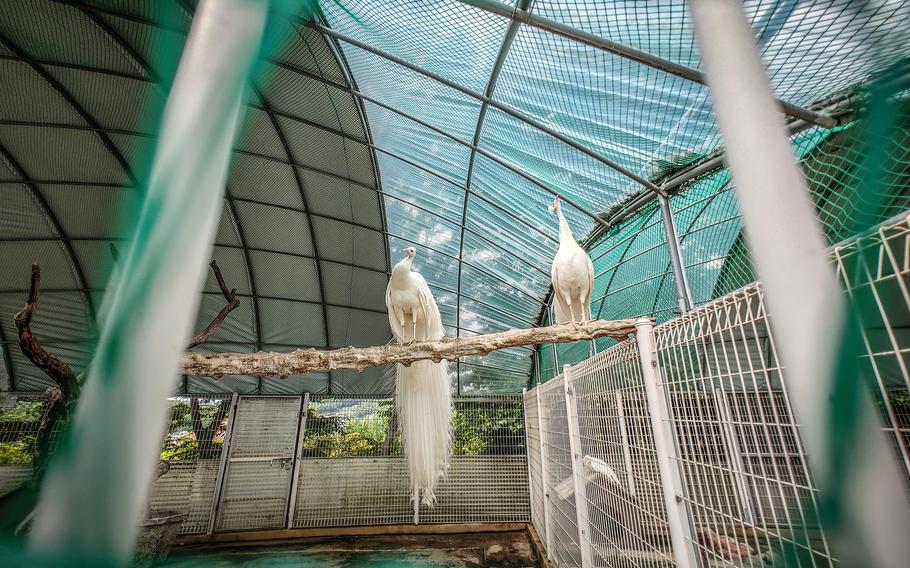 Bear Tree Park in Sejong City is a delightful spot to enjoy nature and animals in South Korea.