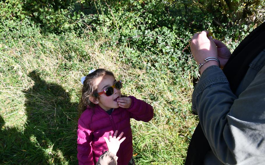 Penelope Alvarez eats grapes picked off the vine at Giffords Hall Vineyard in Bury St. Edmunds, England. 