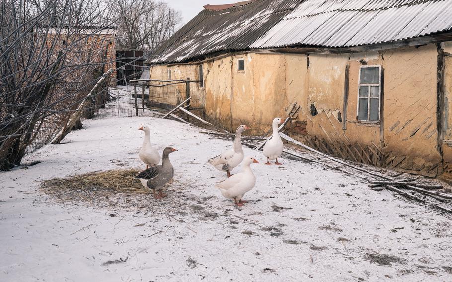 Geese are seen in a backyard in the village of Starovirivka. Residents say they fear a second occupation.