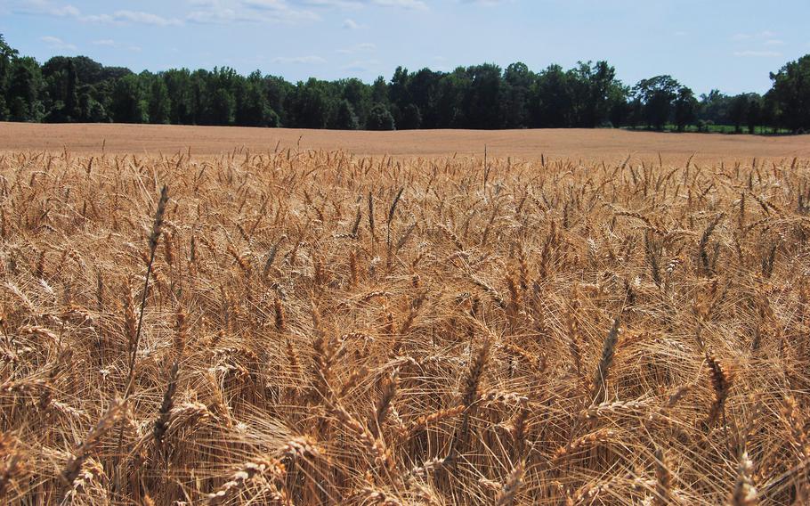 Most of the Cold Harbor battlefield in Virginia, including this section, is in private hands. 