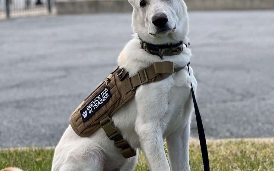 Sonny is an assistance dog being trained through Semper K9, a Virginia-based charity that turns rescued dogs into service animals for disabled vets at no cost to them.