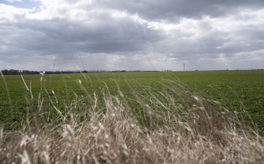 A field of young wheat in Uman, Ukraine, on March 27.