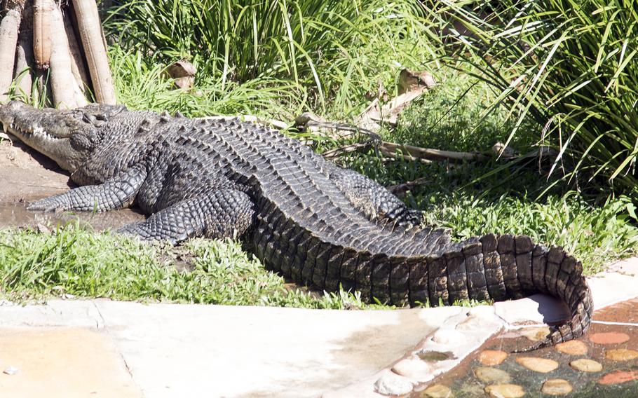 The Colonel, an approximately 50-year-old crocodile at Rockhampton Zoo in Australia, is a 14-foot, 1,110-pound monster. 