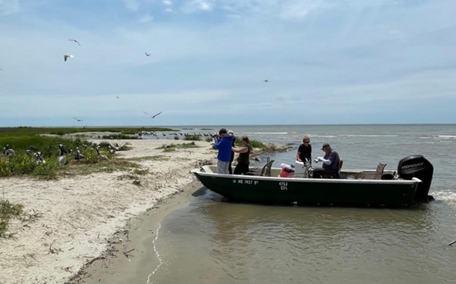 A skiff with Delmarva Birding Weekends carries guests to a brown pelican rookery. 