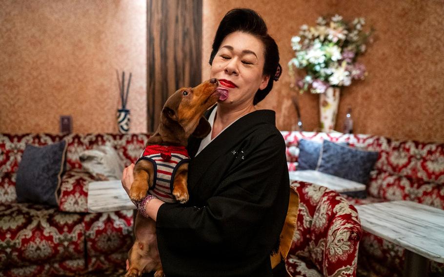 A Japanese woman wearing a black kimono poses in front of a red and white patterned couch while holding a small brown dog that is licking her chin.
