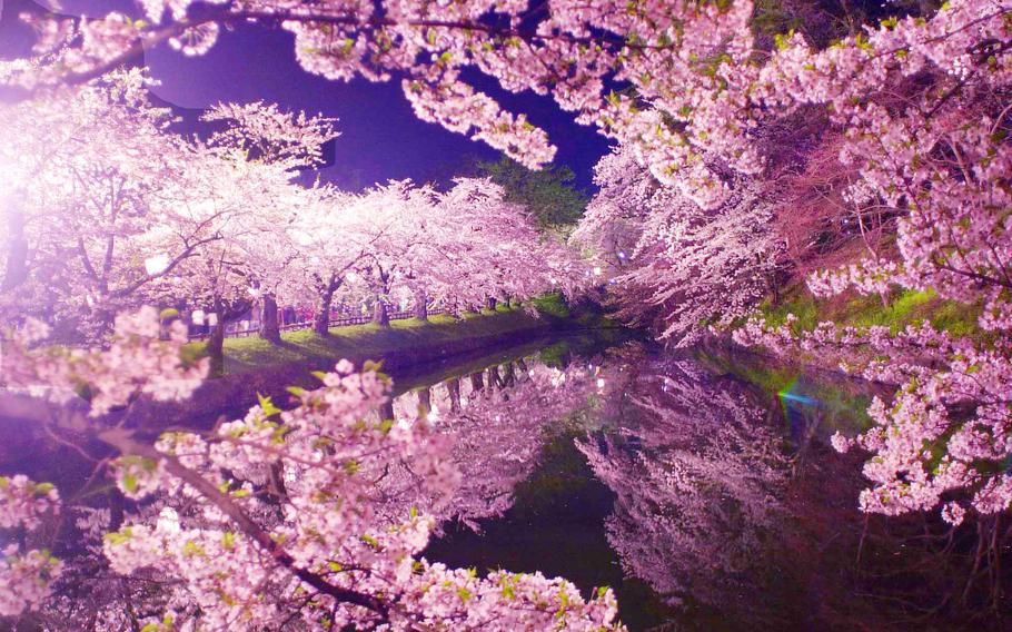 Pink cherry blossom trees line the banks of a moat, with the trees reflected in the water.