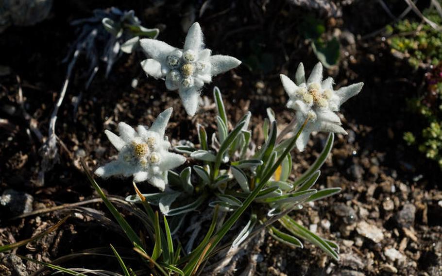  Zermatt, Switzerland, is a wonderful place to view the elusive Edelweiss, a delicate alpine flower that enjoys a protected status.