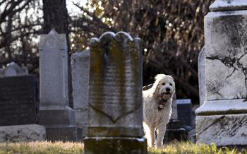 Buster, a labradoodle, takes a break from playing while walking through Congressional Cemetery in Washington, D.C., in February 2017. 