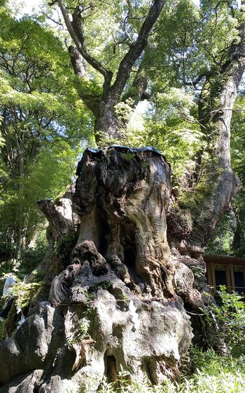 A large tree with an ancient, gnarled trunk, seen from below, in a forest.