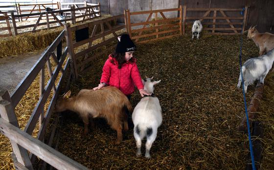 Church Farms Rare Breeds Centre in Stow Bardolph, England, has numerous areas where visitors can interact with farm animals like rabbits, chickens, goats, sheep and pigs.