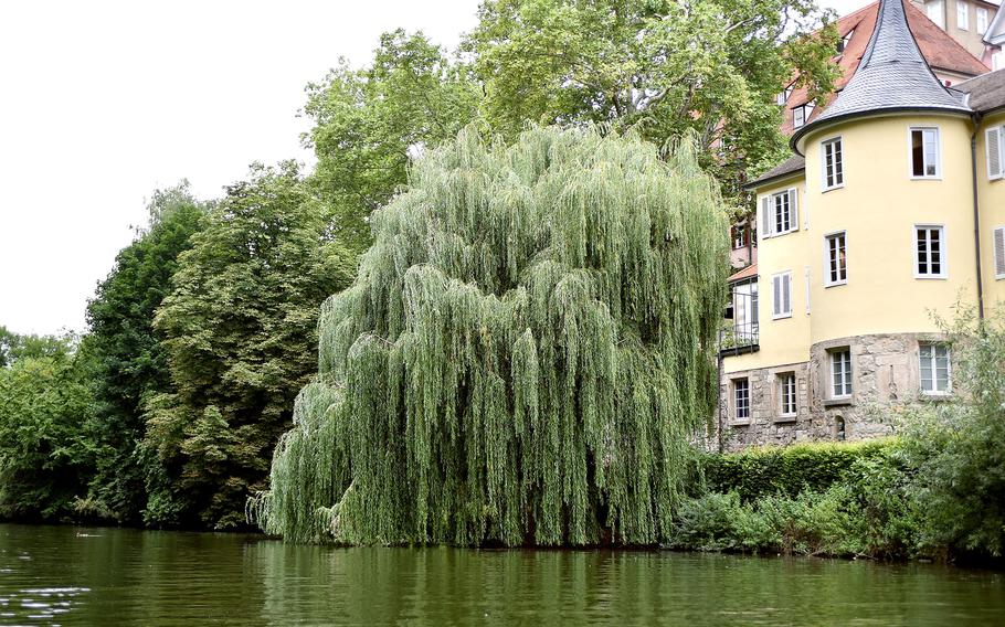 A willow tree grows on the banks of a river.