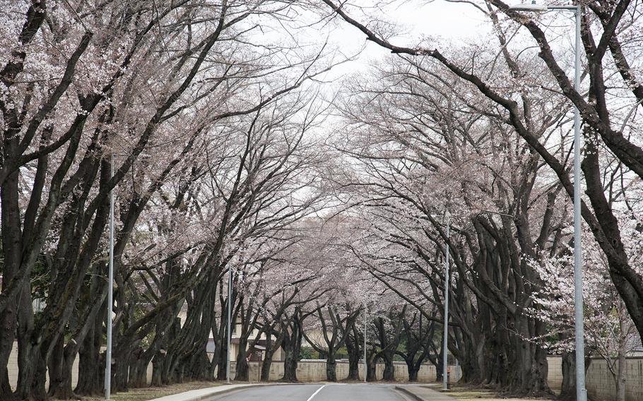 Sakura, or cherry blossoms, begin to bloom at Yokota Air Base, Japan, Tuesday, March 21, 2023.
