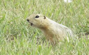 A ground squirrel sits in tall grass.