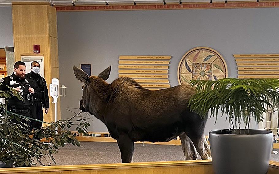 A moose made its way into Providence Health Park in Anchorage, Alaska, on April 6, 2023. 