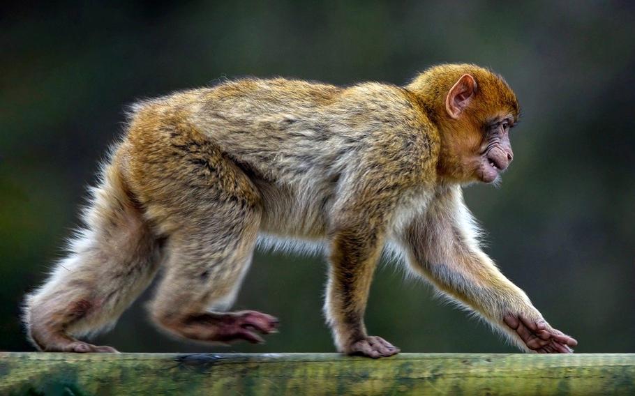 A small monkey with brown and orange fur walks on four limbs across a green branch.