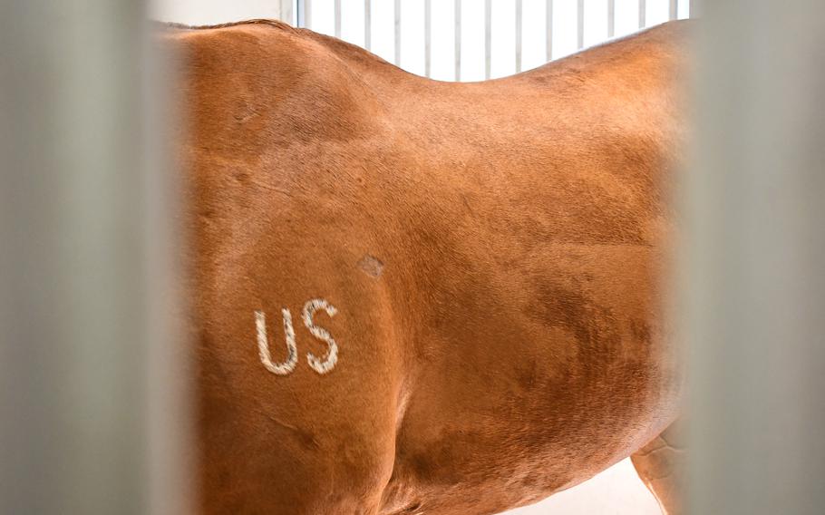 A “US” marked on a horse’s coat
