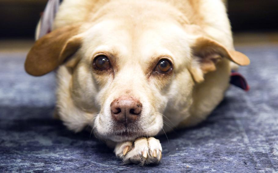 Maria, a therapy dog, visits the USO at Yokota Air Base, Japan, Jan. 18, 2024. 