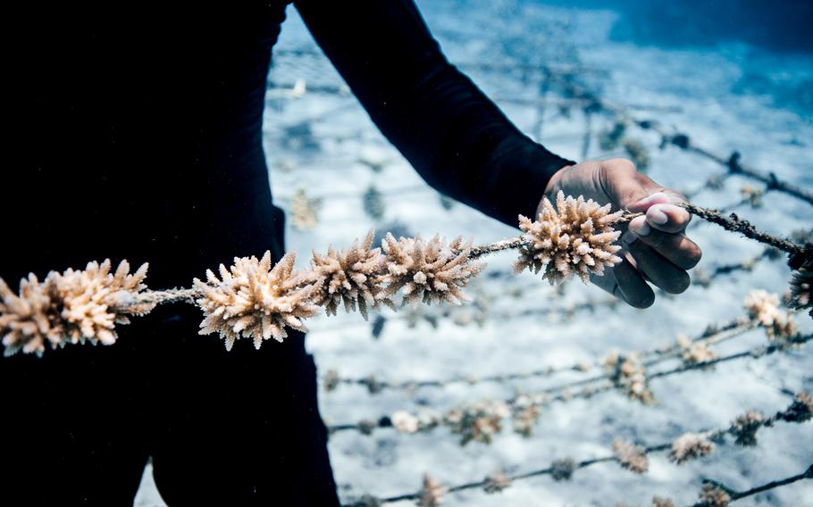 he Coral Gardeners team in Moorea, French Polynesia, identifies resistant species of coral and collects fragments. Those are attached to ropes in a nursery to grow so they can be replanted. 