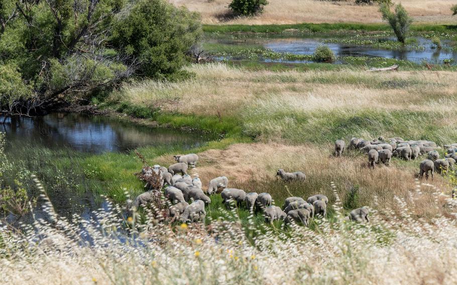 Sheep graze in open space at Travis Air Force Base, Calif., on May 31, 2023. Wildlife biologists there bring in hundreds of sheep, which feed on vegetation and reduce fire danger at the installation.