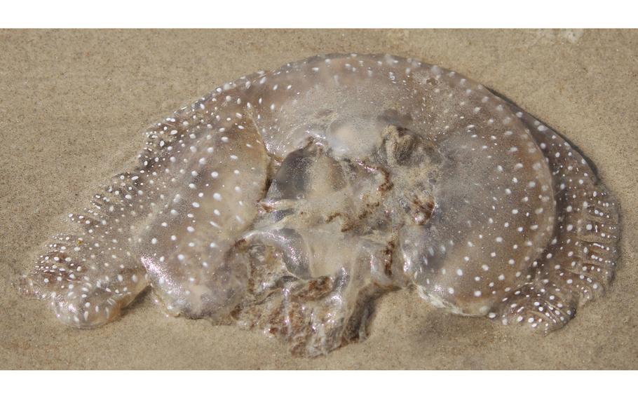 An Australian spotted jellyfish is native to the Pacific Ocean but began appearing in the Gulf of Mexico in recent years.