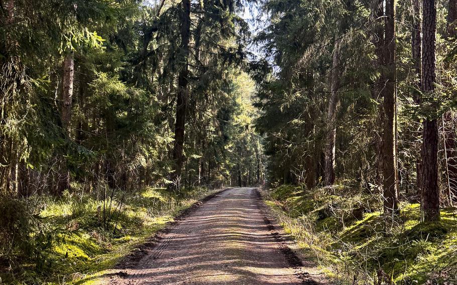 A dirt path straight through the forest