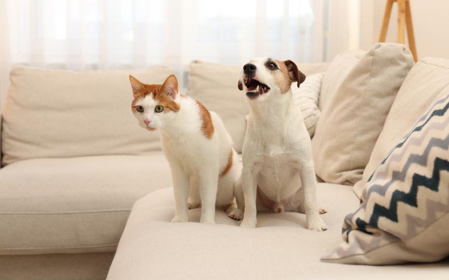 Cute cat and dog on sofa at home. 