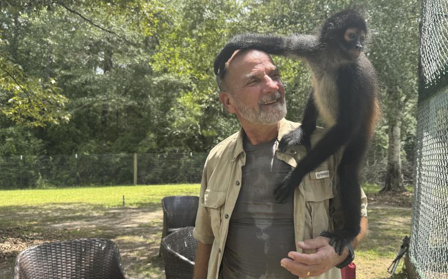 A spider monkey climbs on a man’s shoulder.