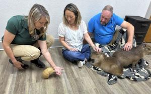 People pet an armadillo and capybaras at the Capybara Cafe in St. Augustine, Fla.