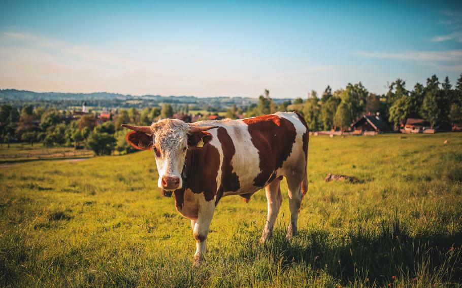 Four multinational corporations — National Beef, JBS, Cargill and Tyson — control 85 percent of the beef industry. Allegations that these meatpackers have abused their position in a highly concentrated market to fix prices has led to $400 million in fines and settlements in recent years.