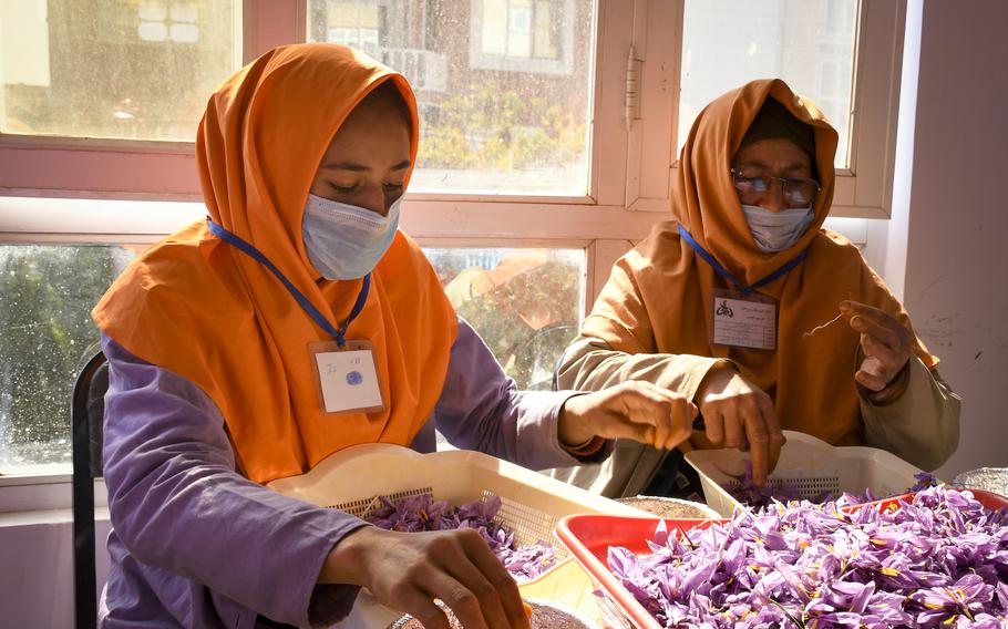 Women pull the red stigmas, used for making saffron, out of purple crocus flowers. Companies such as Rumi Spice, a saffron import company founded in 2014 by U.S. military veterans, often employ women to process the spice.  