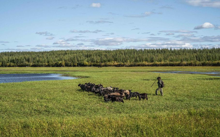 Scientists have introduced major herbivores to the Pleistocene Park, so they can eat weeds and shrubs in the summer and remove thick layers of insulating snow in the winter to prevent permafrost from melting. 