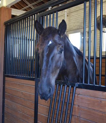 McCall, a 3-year-old Percheron horse, is seen in his stall following a ceremony to dedicate the horse to the Military Funeral Honors-Caisson Platoon at Joint Base San Antonio-Fort Sam Houston, Texas, on Sept. 19, 2023. Named to honor World War II Medal of Honor recipient Master Sgt. Thomas McCall, the horse will now participate in funerals at Fort Sam Houston National Cemetery. 