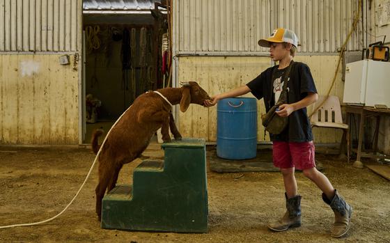 Easton, 9, the son of Kelly Capponcelli who manages Phil’s Animal Rentals in Piru, Calif, trains his pet goat Buddy.  Capponcelli estimates that it costs about $60,000 a month to maintain the ranch’s more than 200 animals.