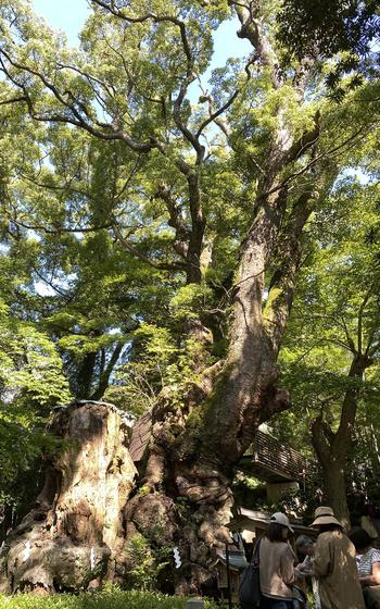 Three people stand in a group in front of a large tree with an ancient, gnarled trunk as sunlight shines through leaf-covered branches above.