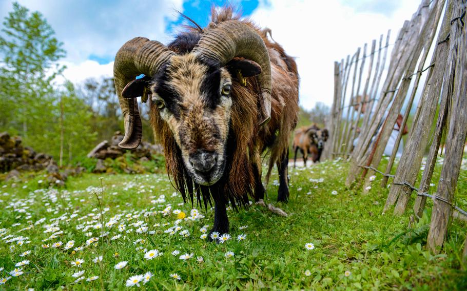 A Cameroon dwarf blackbelly sheep grazes at Roman Villa Borg, Germany, May 2, 2023. It is unclear when this species came to Europe. At Villa Borg, the sheep represent the animals Roman settlers in Germania likely kept.