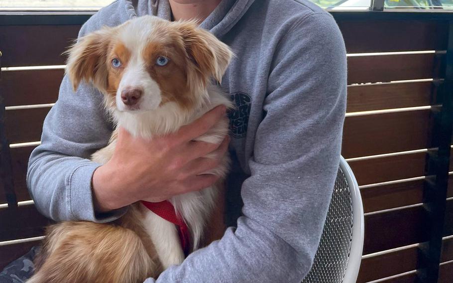 Kylo, a mini-Australian Shepard belonging to a Navy couple, went missing from a California kennel recently shuttered by authorities because of alleged animal mistreatment. 