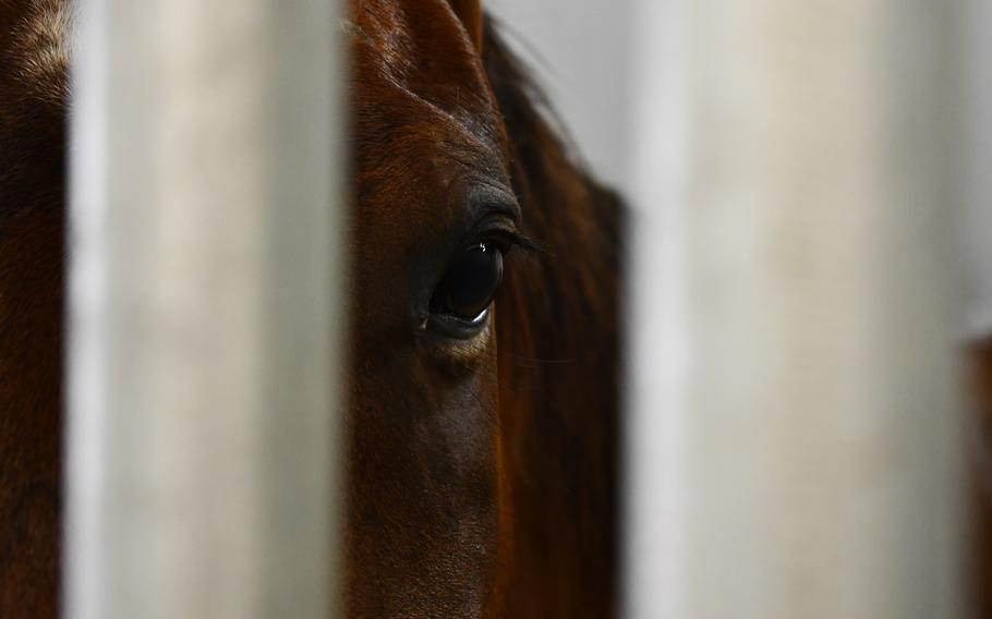 A horse looks at the camera through the stall door
