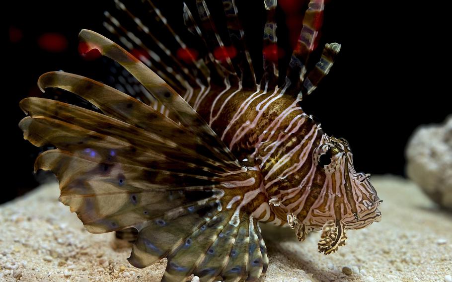 From “love” to “relationships,” Yokohama Kaiun Aquarium features several themed rooms filled with colorful fish.