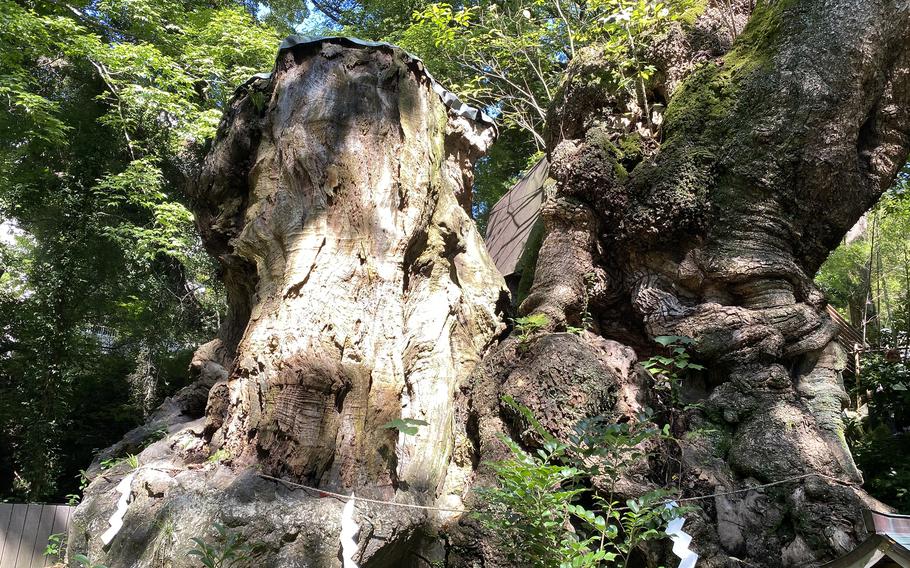 A large, gnarled tree trunk with a spot of sunlight on it through leaf-covered branches behind it.